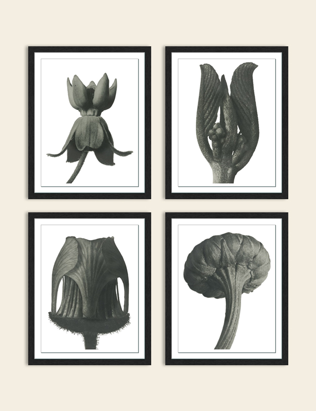 CE28 Plant Pictorial Wall Image 650X844